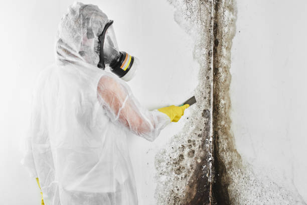 Best HVAC Mold Remediation in Arvada, CO
